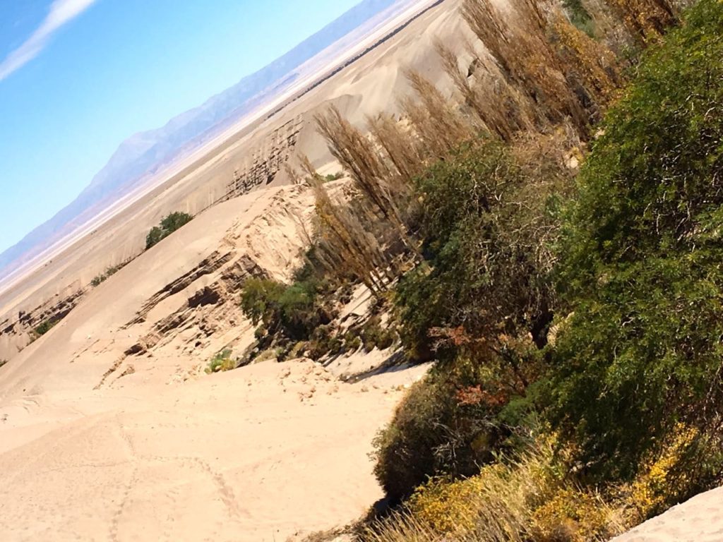 Atacama vegetation