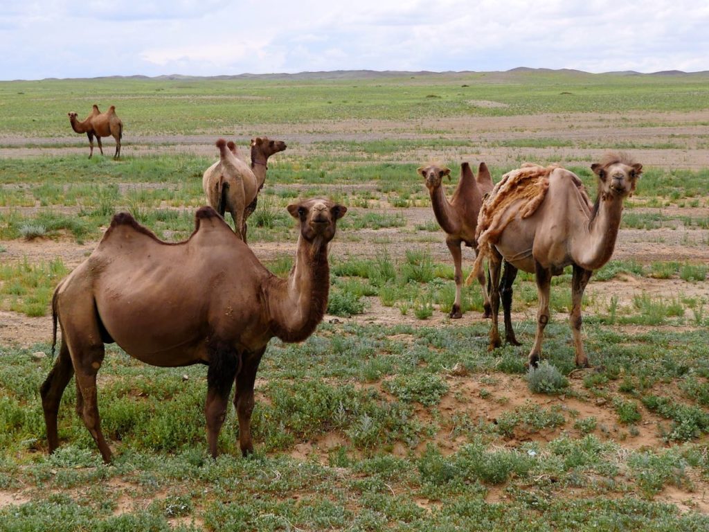 Two humped camels/ Photo by Amanda Villa-Lobos