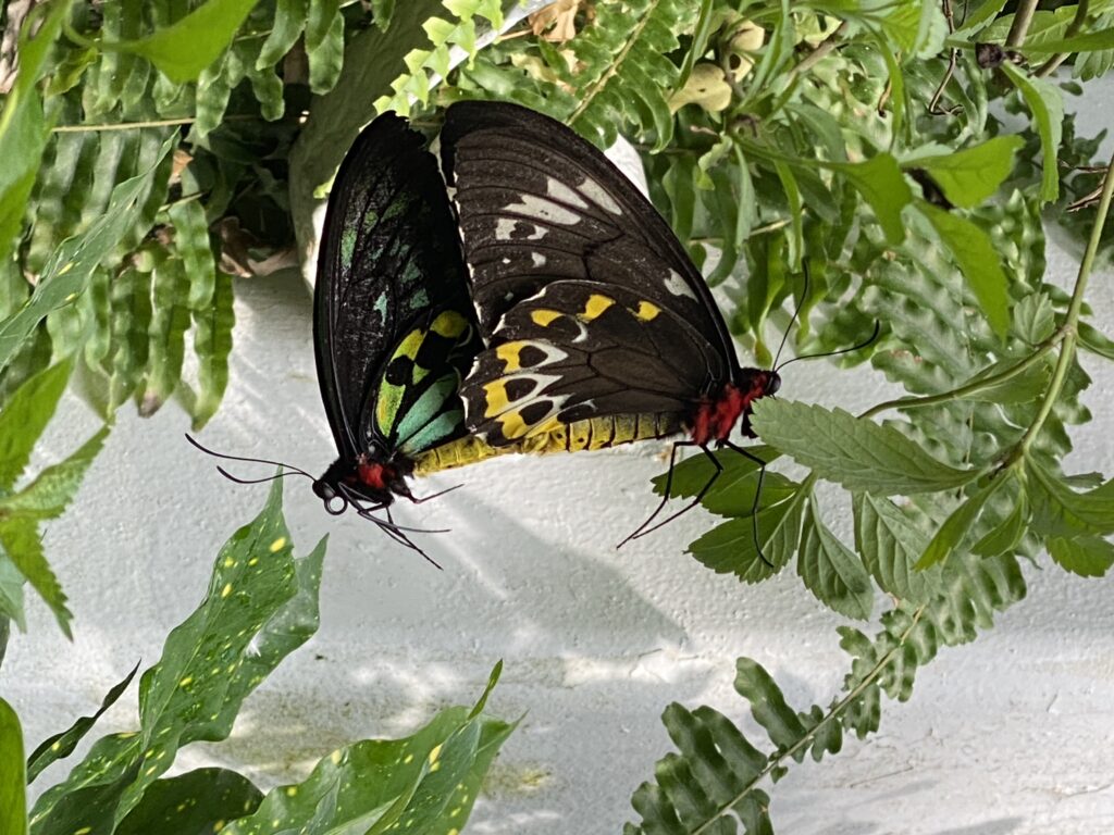 Key West butterfly garden