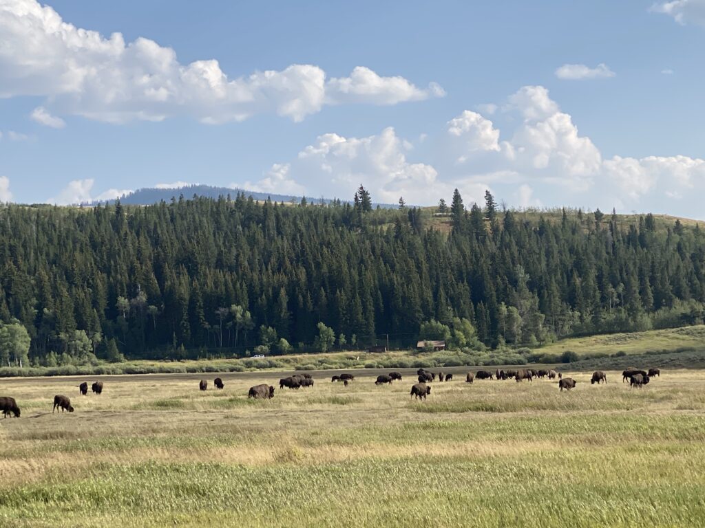Bisons in Jackson Hole