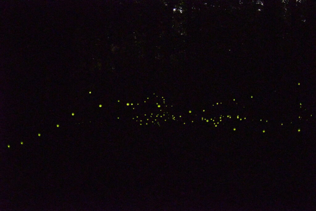Fireflies festival 