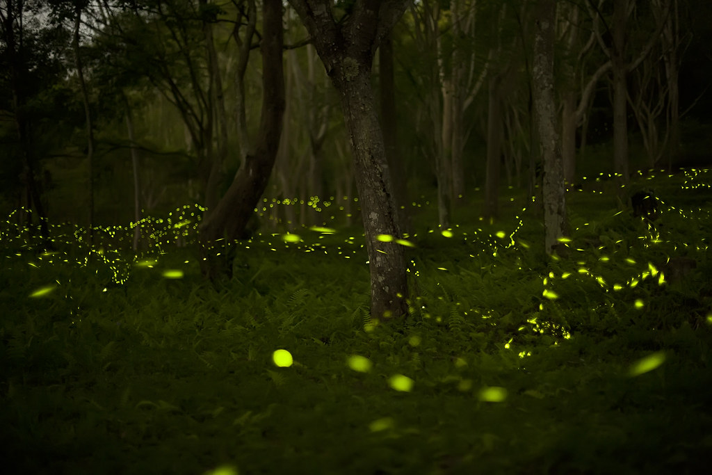 photo of fireflies 