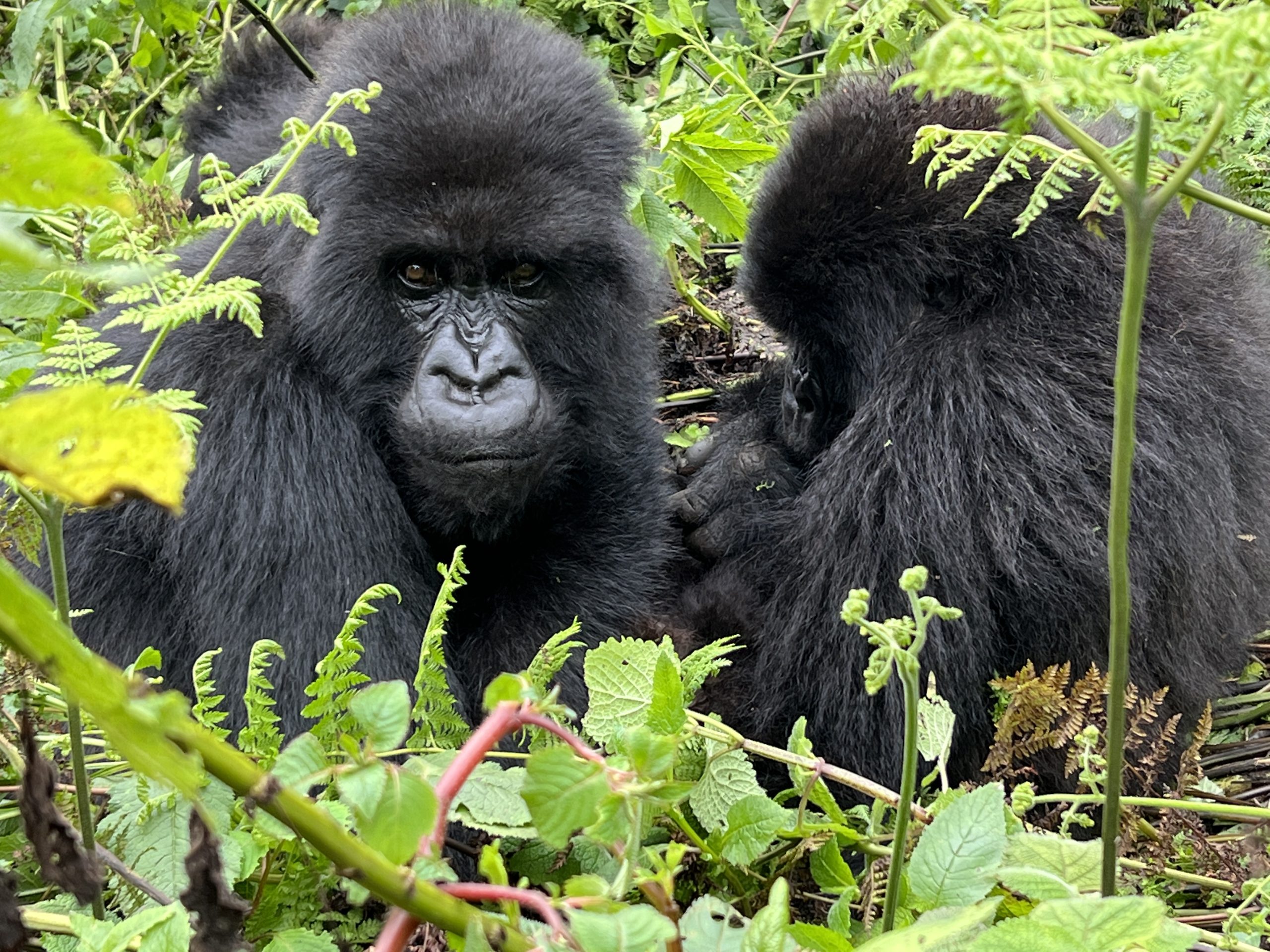 All You Need To Know About Gorilla Trekking in Rwanda