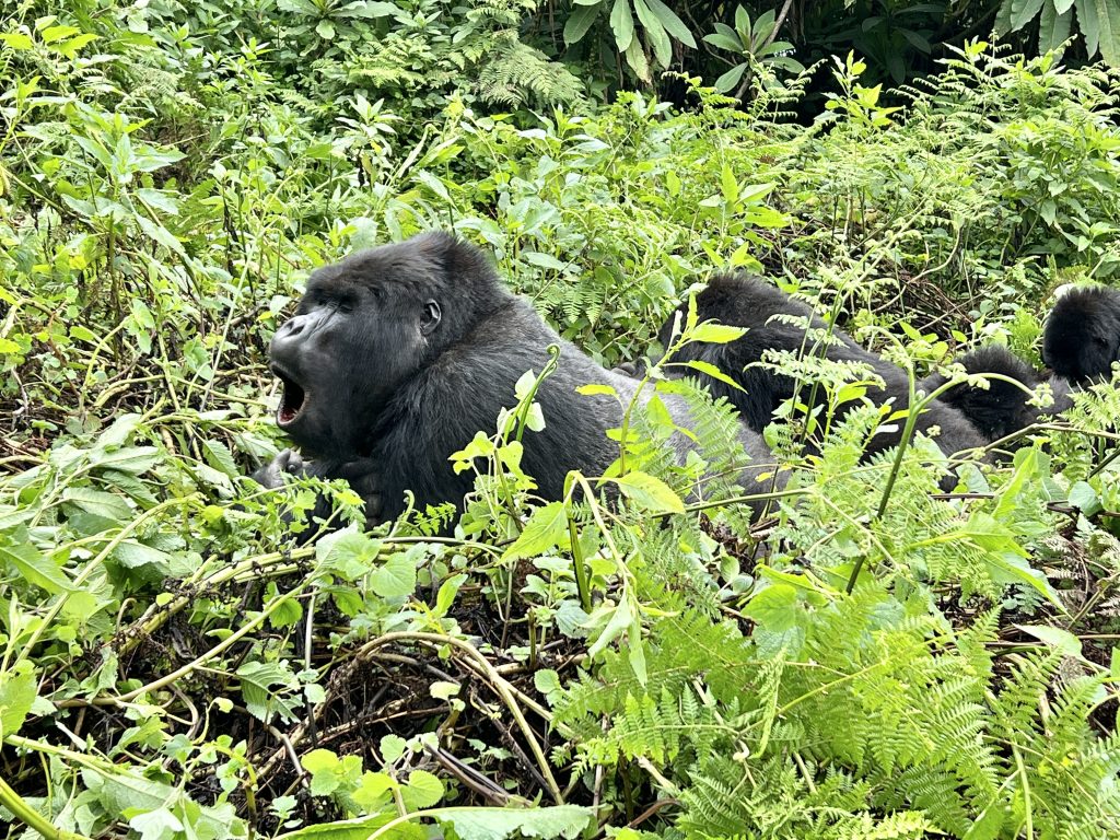 mountain gorilla of Rwanda
