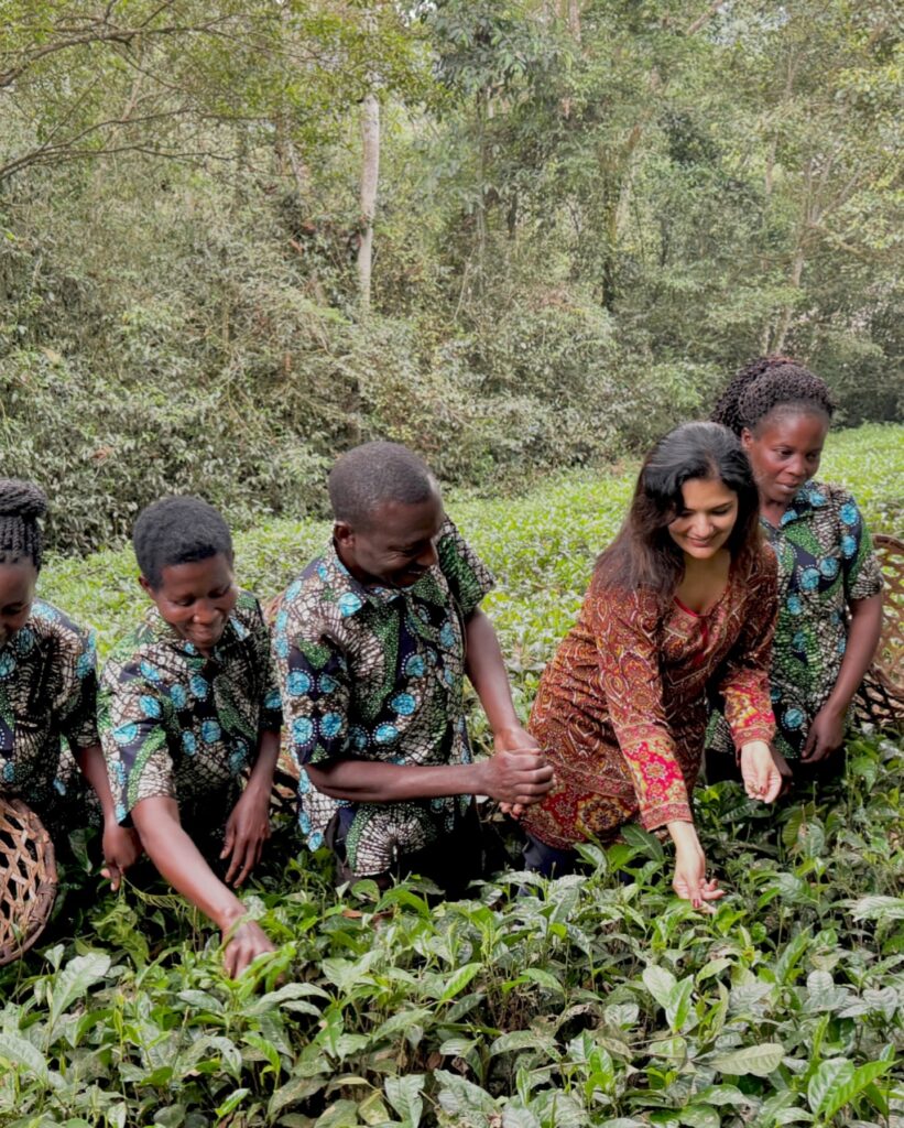 Bwindi tea cooperative