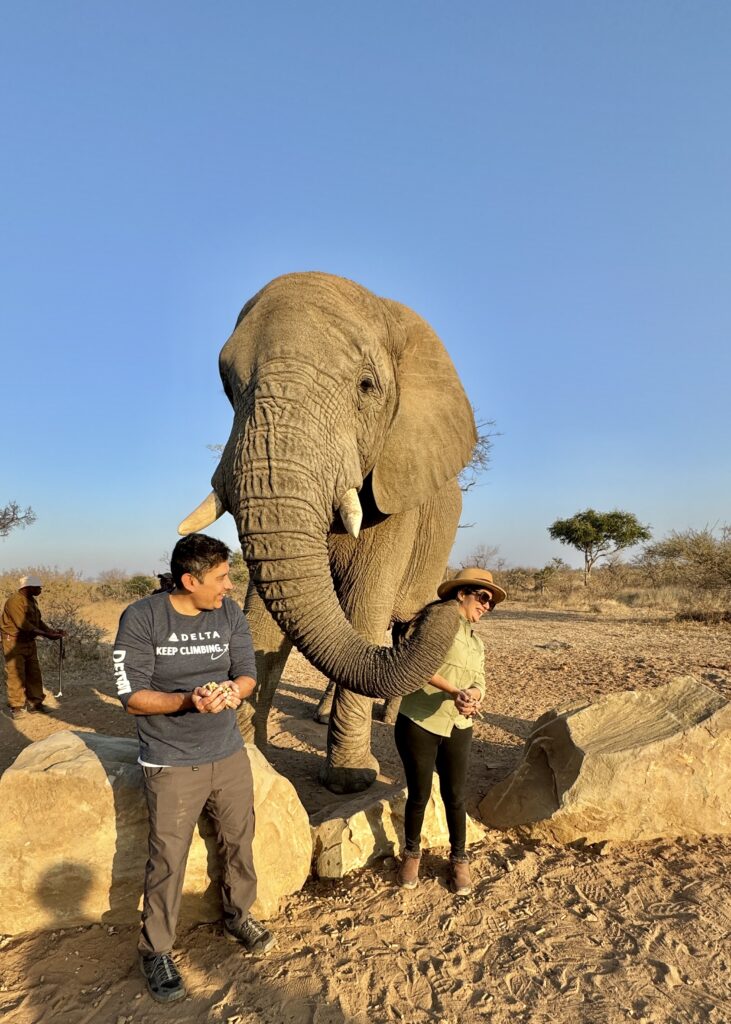 elephant feeding
