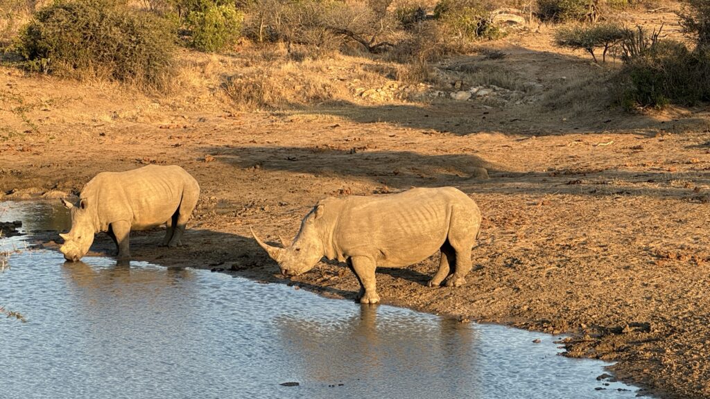big five safari south africa