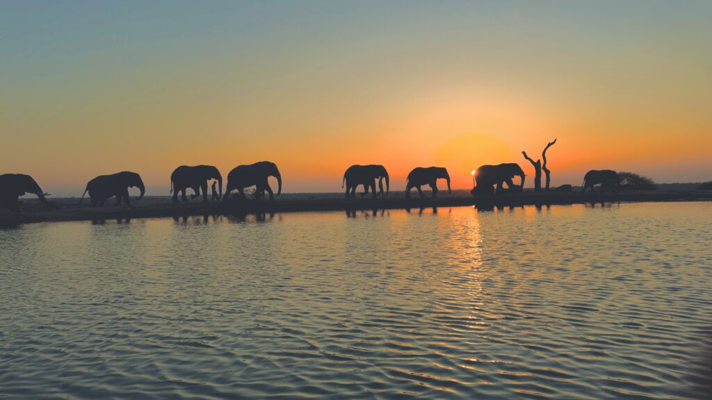 Jabulani elephants