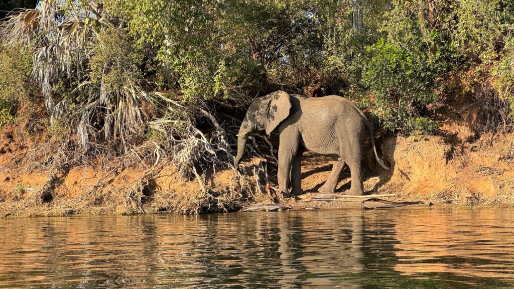 wildlife in Zambia