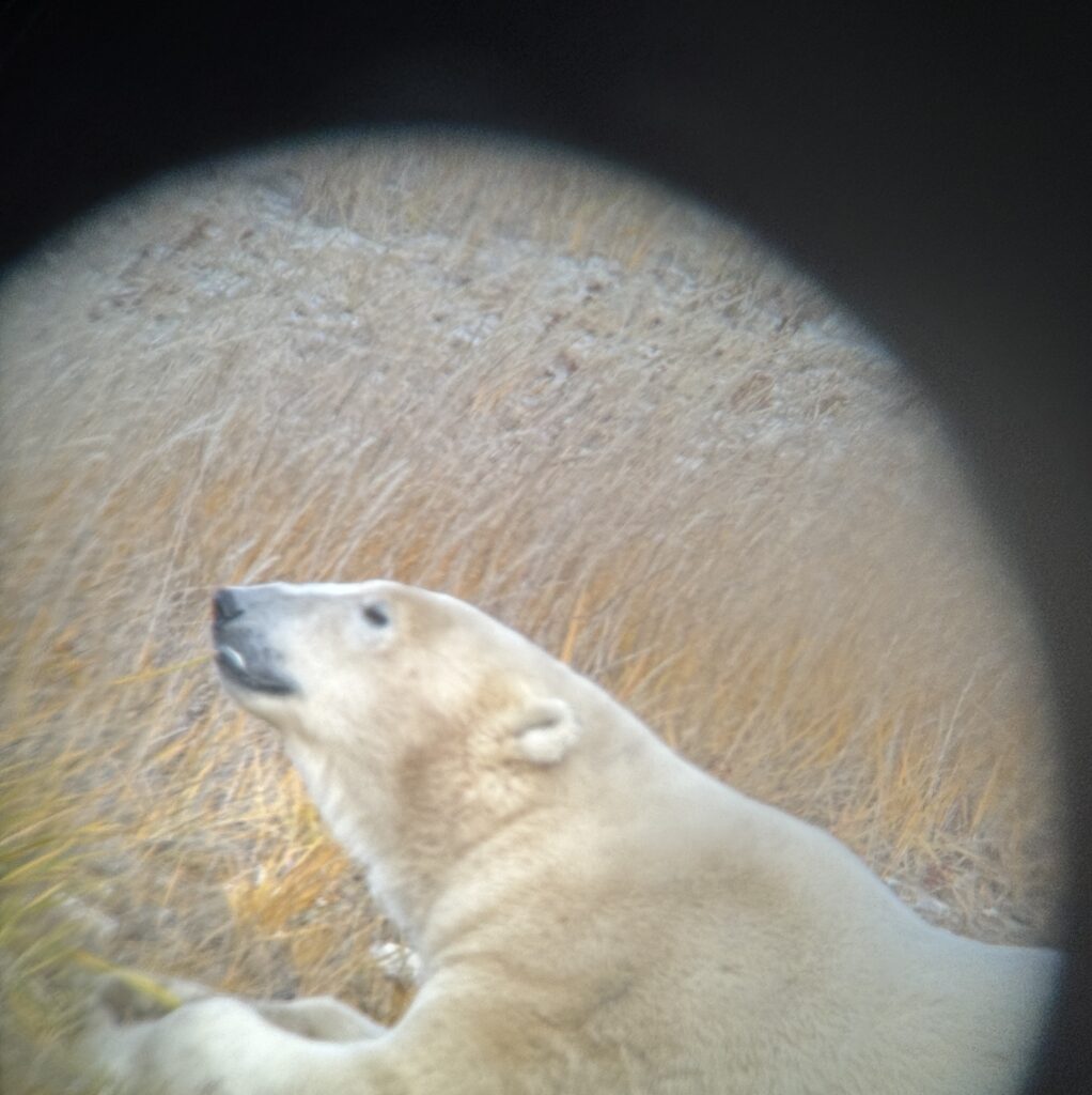 Polar bear in Churchill, Photo by Sucheta Rawal