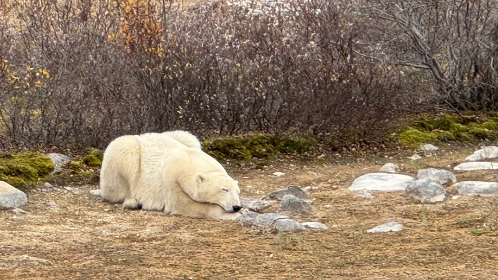 polar bear in Churchill, photo by Sucheta Rawal