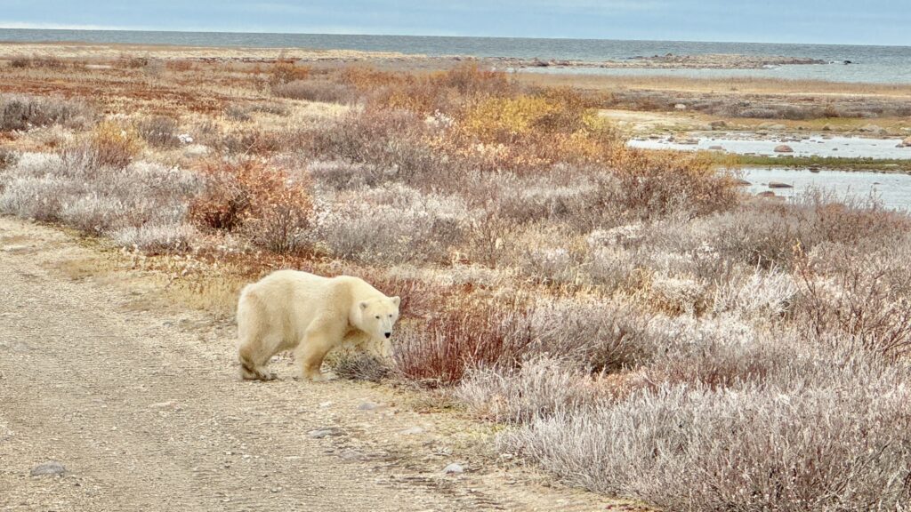 Polar bear in Churchill, Photo by Sucheta Rawal