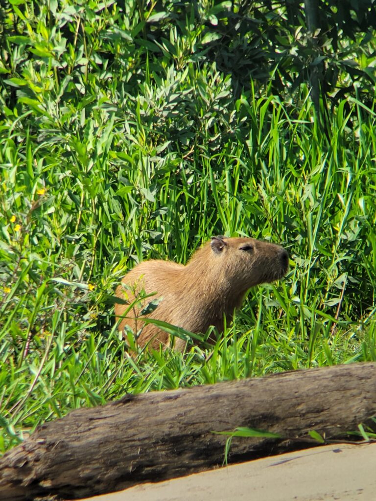 capybara on a jungle hike