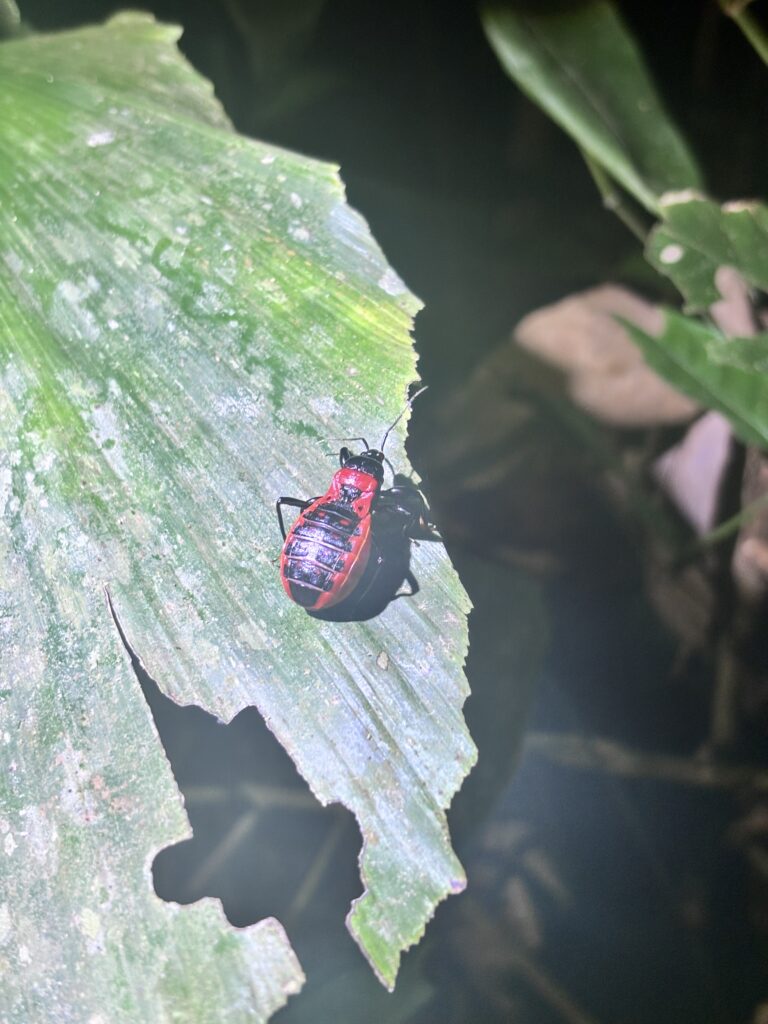 red beetle in the Amazon