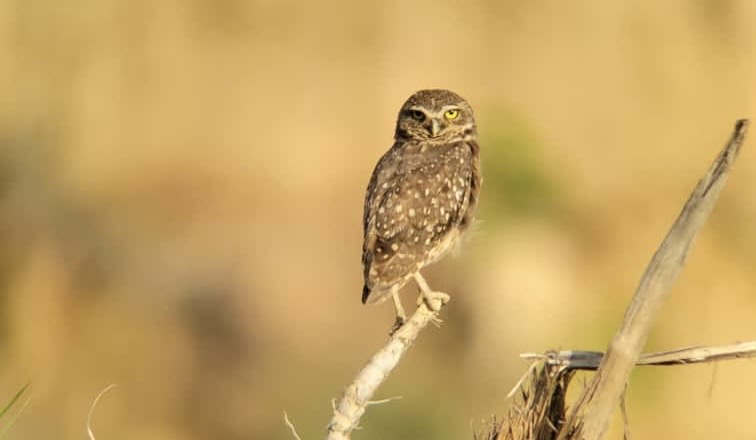 owls in Peruvian rainforest