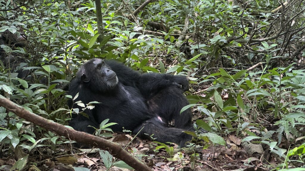 chimpanzee trekking