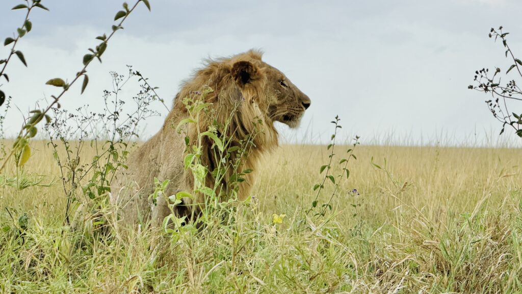 lion on wildlife safari