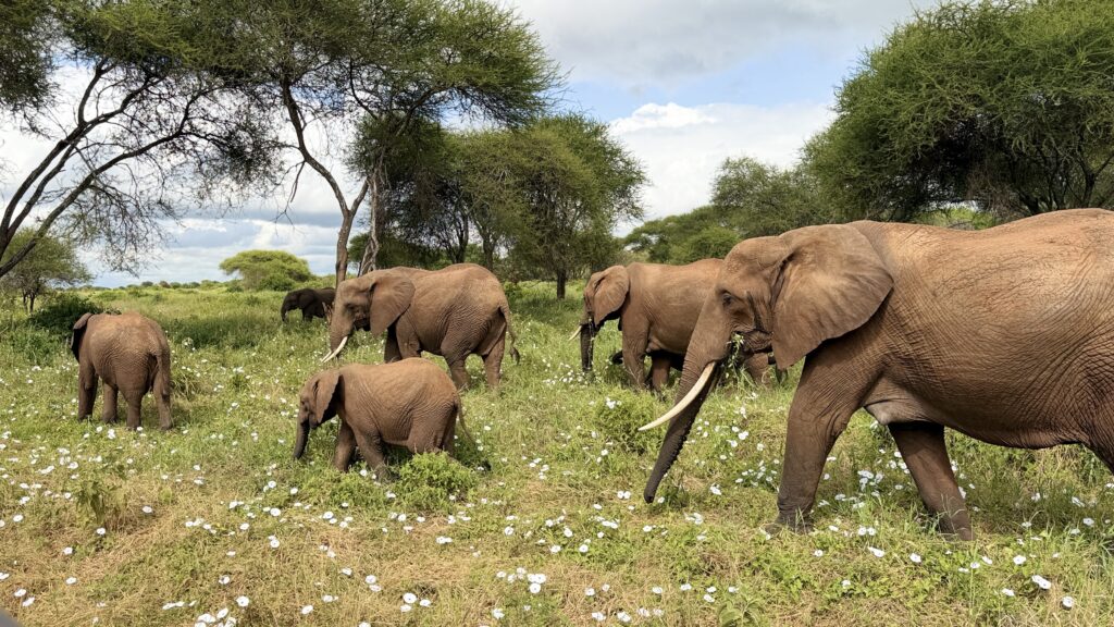 Tarangire National Park Tanzania
