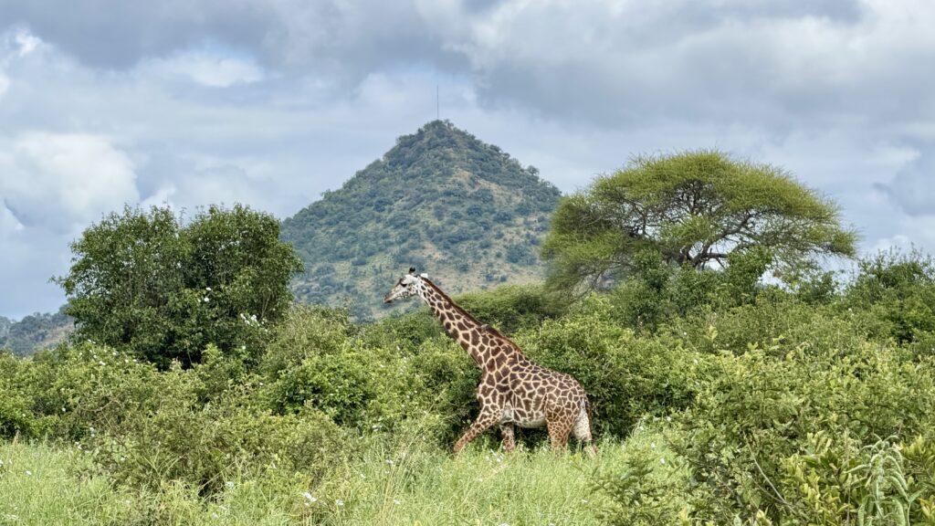 plant trees on wildlife safari